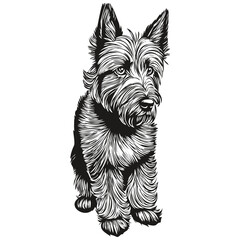 Scottish Terrier dog vector graphics, hand drawn pencil animal line illustration