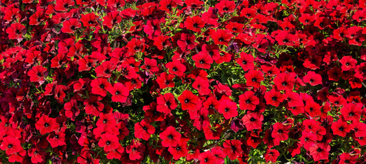 Beautiful red petunia flowers growing in the park