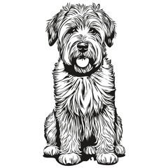 Soft Coated Wheaten Terrier dog pet silhouette, animal line illustration hand drawn black and white vector realistic breed pet