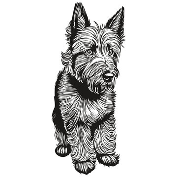 recommend clip art: Scottish Terrier dog vector graphics, hand drawn pencil animal line illustration