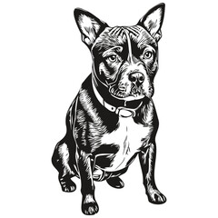 Staffordshire Bull Terrier dog hand drawn logo drawing black and white line art pets illustration realistic breed pet