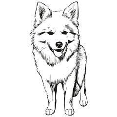 American Eskimo dog cartoon face ink portrait, black and white sketch drawing, tshirt print