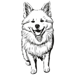 American Eskimo dog pet sketch illustration, black and white engraving vector sketch drawing