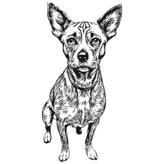 American Hairless Terrier dog engraved vector portrait, face cartoon vintage drawing in black and white realistic breed pet
