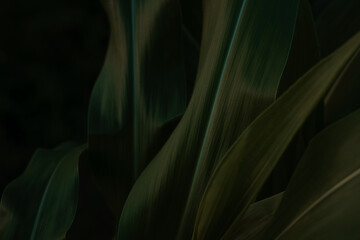 Dark green corn leaves close-up plant photography, farming and agriculture, rural field