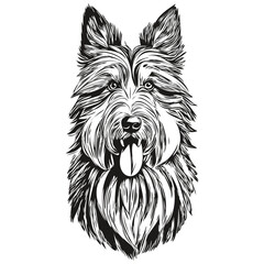 Bearded Collie dog realistic pencil drawing in vector, line art illustration of dog face black and white ready t shirt print