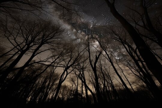 serene forest scene under a starry night sky