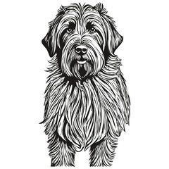 Briard dog realistic pet illustration, hand drawing face black and white vector realistic breed pet