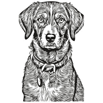 Bluetick Coonhound dog t shirt print black and white, cute funny outline drawing vector