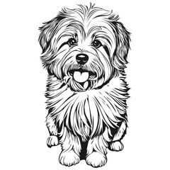 Coton de Tulear dog line illustration, black and white ink sketch face portrait in vector realistic pet silhouette