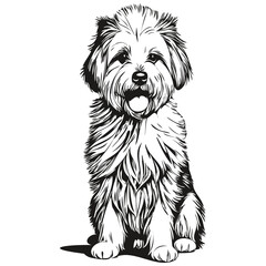 Coton de Tulear dog face vector portrait, funny outline pet illustration white background realistic breed pet