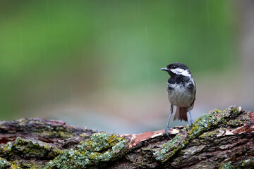 Cute little bird. Nature background. Coal Tit. (Periparus ater.) 