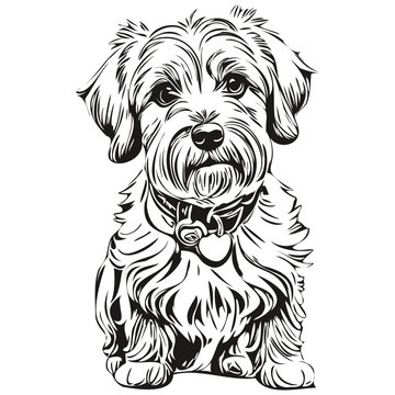 Dandie Dinmont Terriers dog head line drawing vector,hand drawn illustration with transparent background realistic breed pet