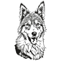 Icelandic Sheepdog dog outline pencil drawing artwork, black character on white background sketch drawing