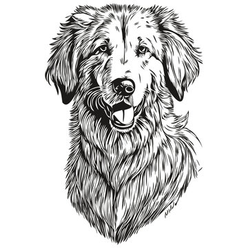 Kuvaszok dog breed line drawing, clip art animal hand drawing vector black and white