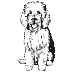 Old English Sheepdog dog face vector portrait, funny outline pet illustration white background