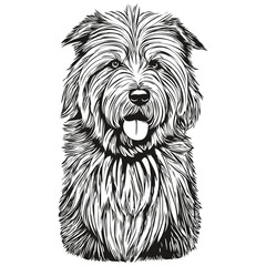 Old English Sheepdog dog pet sketch illustration, black and white engraving vector sketch drawing