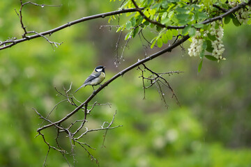 Cute little bird. Great tit. Nature background. 