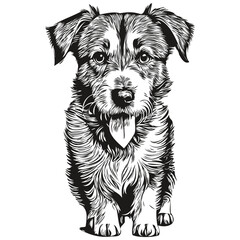 Russell Terrier dog pet sketch illustration, black and white engraving vector realistic breed pet