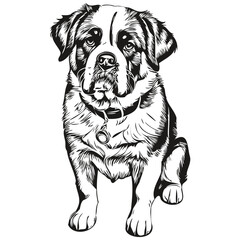 Saint Bernard dog isolated drawing on white background, head pet line illustration