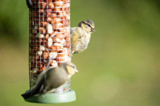 Juvenile Blue tit (Cyanistes caeruleus) feeding at a peanut bird feeder in a garden. low sun, natural green background - Yorkshire, UK. July