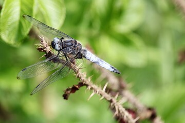 dragonfly on a leaf