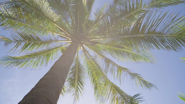 Sunlight through palm trees swaying  wind against bright blue sky. Low angle view trees.
