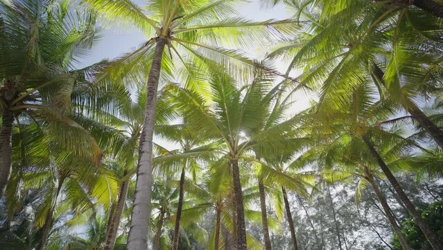 Bottom view of palm trees tropical forest at blue sky background and sunlight.