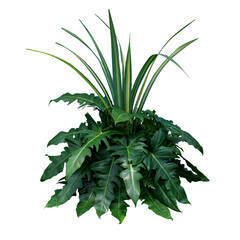 Green leaves tropical foliage plant bush of philodendron, dracaena and fern floral arrangment nature backdrop