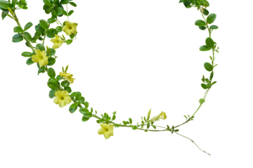 Nature frame of twisted climbing vines with glossy green leaves and yellow flowers of Yellow Allamanda or common trumpet vine the ornamental flowering plant