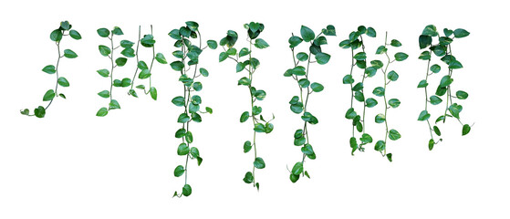 Set of hanging heart-shaped variegated leaves vine of devil's ivy or golden pothos - obrazy, fototapety, plakaty