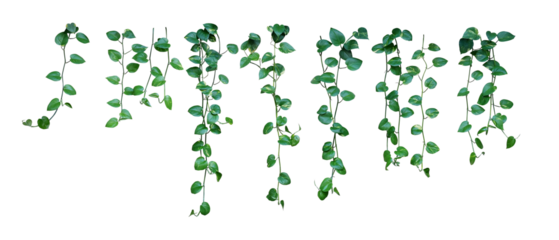 Set of hanging heart-shaped variegated leaves vine of devil's ivy or golden pothos