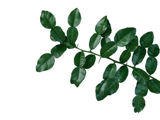 Tropical herbal plant Kaffir lime (Citrus hystrix) dark green leaves tree twig with thorns