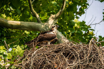 Osprey in the Nest