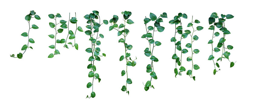 Set of hanging heart-shaped variegated leaves vine of devil's ivy or golden pothos