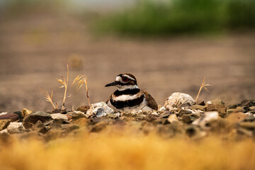 Killdeer Bird on Nest