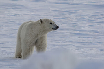 Fototapeta na wymiar A polar bear walks among the Arctic ice. He sniffs the air and goes in search of prey.Winter day on the Yamal Peninsula