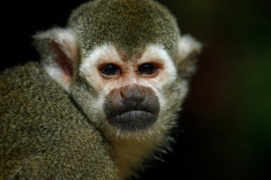 Squirrel monkey, New World monkeys of the genus Saimiri