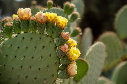 Beautfiul closeup of a Opuntia Aurea cactus in the park el Harti in Marrakech