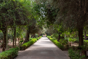 Fototapeta premium Plants in the beautiful park el Harti in Marrakech