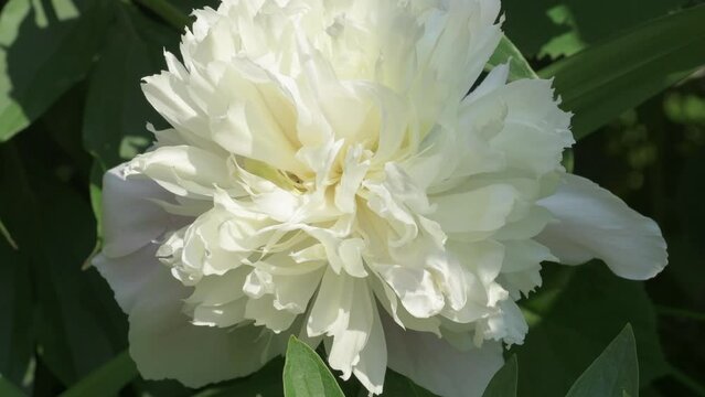 beautiful white  peony flowers blossom in garden. close up footage. sunny day 