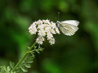 Green-veined white butterfly aka Pieris napi.