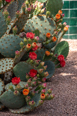 Beautfiul closeup of a Opuntia Aciculata cactus in a park in Marrakech