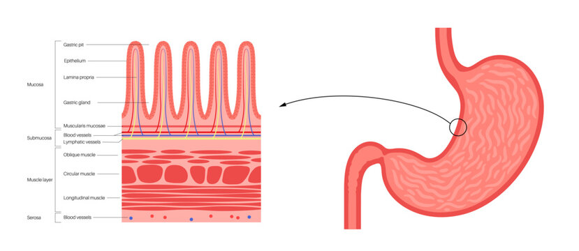 Mucous membrane structure