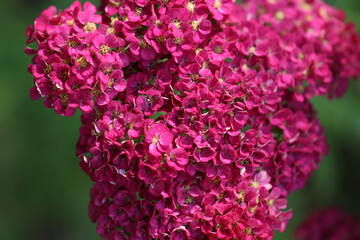 Red yarrow blooming during the summer