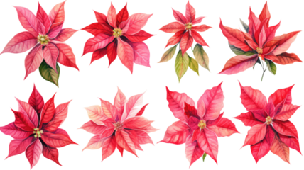 a collection of grunge oil painted poinsettias flowers isolated on a transparent background, generative ai