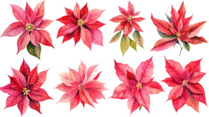 Zelfklevend behang Tropische planten a collection of grunge oil painted poinsettias flowers isolated on a transparent background, generative ai