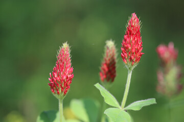 Crimson clover growing in the summer