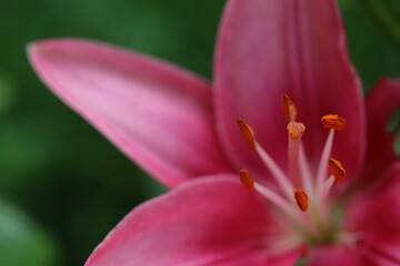 The stamens of pink lily covered in pollen