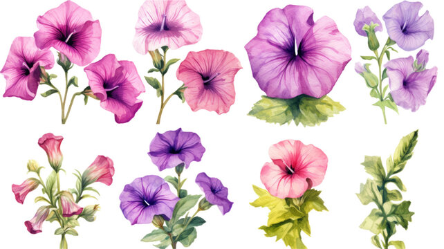 a collection of grunge oil painted petunias flowers isolated on a transparent background, generative ai